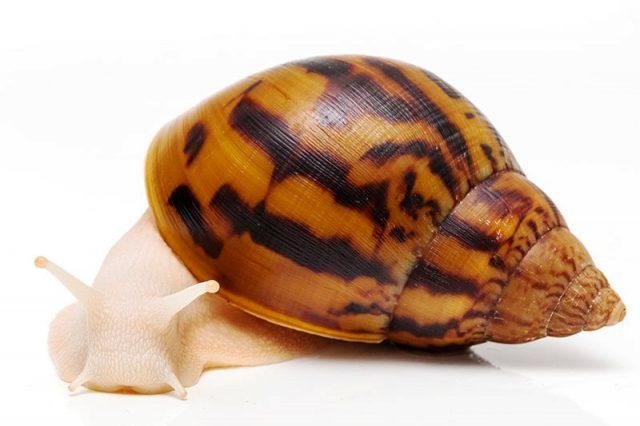 Achatina snail massage at home rules contraindications