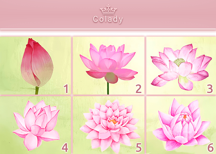choose a lotus flower and clarify the current situation