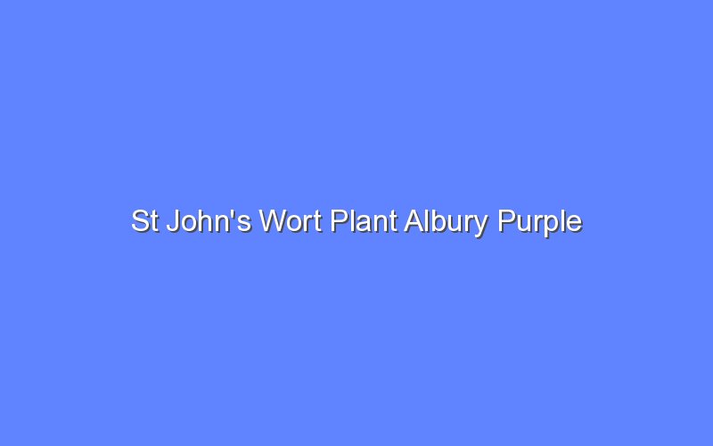 st johns wort plant albury purple 13112