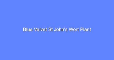 blue velvet st johns wort plant 7888