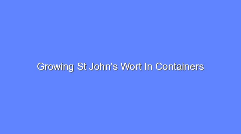 growing st johns wort in containers 11597