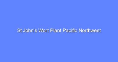 st johns wort plant pacific northwest 9102