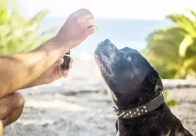 How Pet Owners Can Determine The Right CBD Dosage For Canines