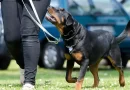 What Do You Need To Know About A Good Dog Leash