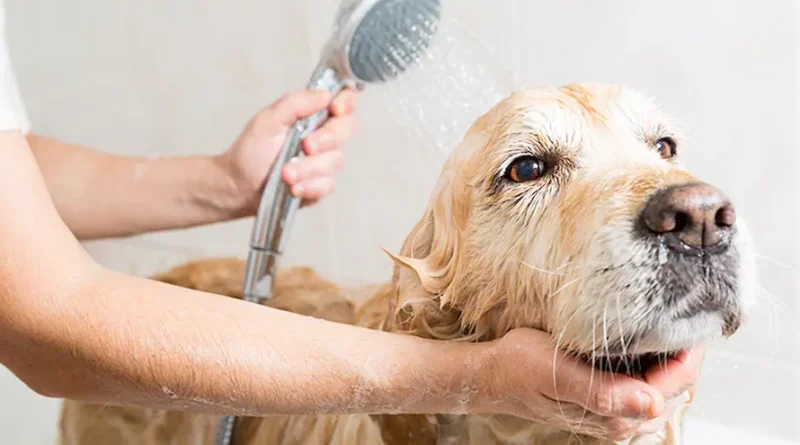 4 Tips For Keeping Your Dog's Fur Healthy And Smooth