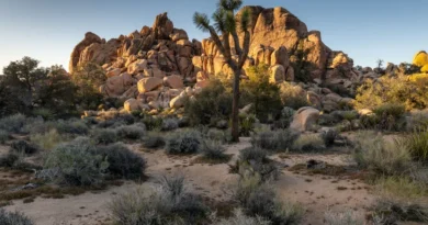 los angeles to joshua tree