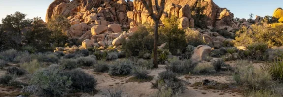 los angeles to joshua tree