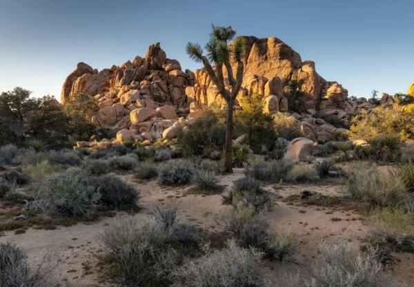 los angeles to joshua tree