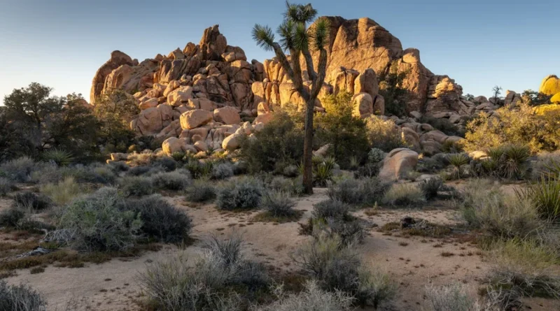 los angeles to joshua tree