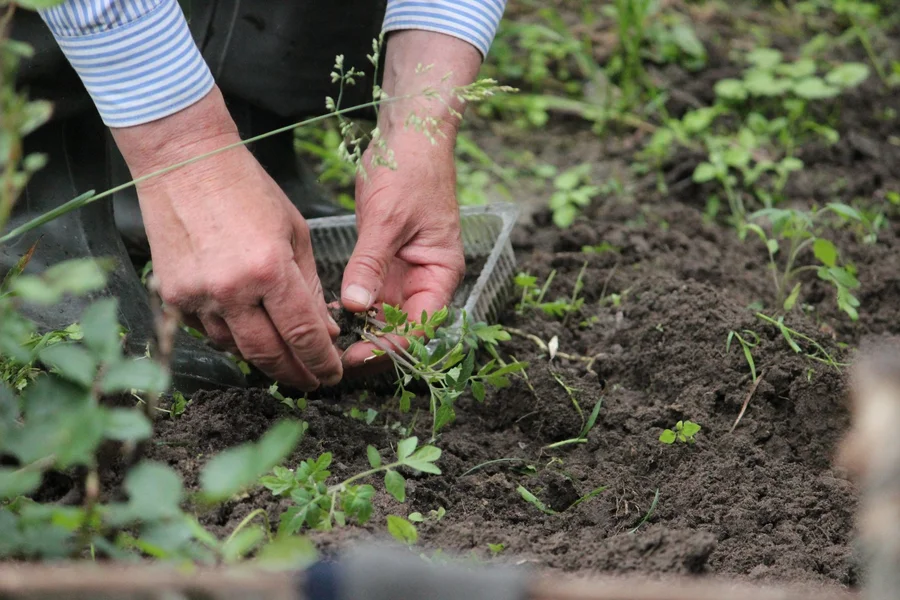 planting potatoes soil Gardener planting seed potatoes into dark loose garden soil