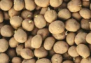 what are seed potatoes