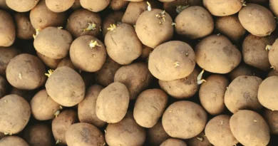 what are seed potatoes