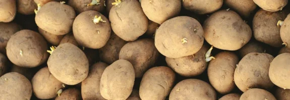 what are seed potatoes