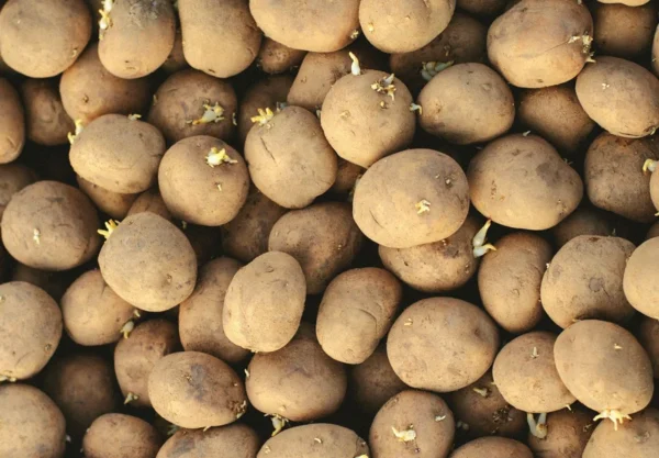 what are seed potatoes