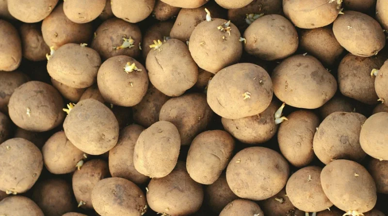 what are seed potatoes what are seed potatoes